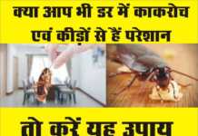 क्या आपके किचन में भी बढ़ गया है कीड़ों और कॉकरोच का आतंक? जानिए, कैसे करें इनसे बचाव