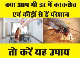 क्या आपके किचन में भी बढ़ गया है कीड़ों और कॉकरोच का आतंक? जानिए, कैसे करें इनसे बचाव