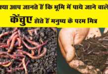 क्या आप जानते हैं कि भूमि में पाये जाने वाले केंचुए हैं वास्तव में मनुष्य के परम मित्र ?