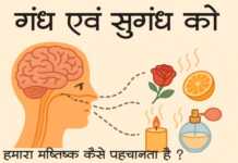 जाने कैसे गंध एवं सुगंध को हमारा मष्तिष्क कैसे पहचानता है ?