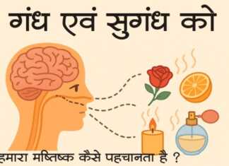 जाने कैसे गंध एवं सुगंध को हमारा मष्तिष्क कैसे पहचानता है ?