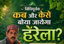 विधिपूर्वक कब और कैसे बोया जायेगा हरेला? आइए जानते हैं?